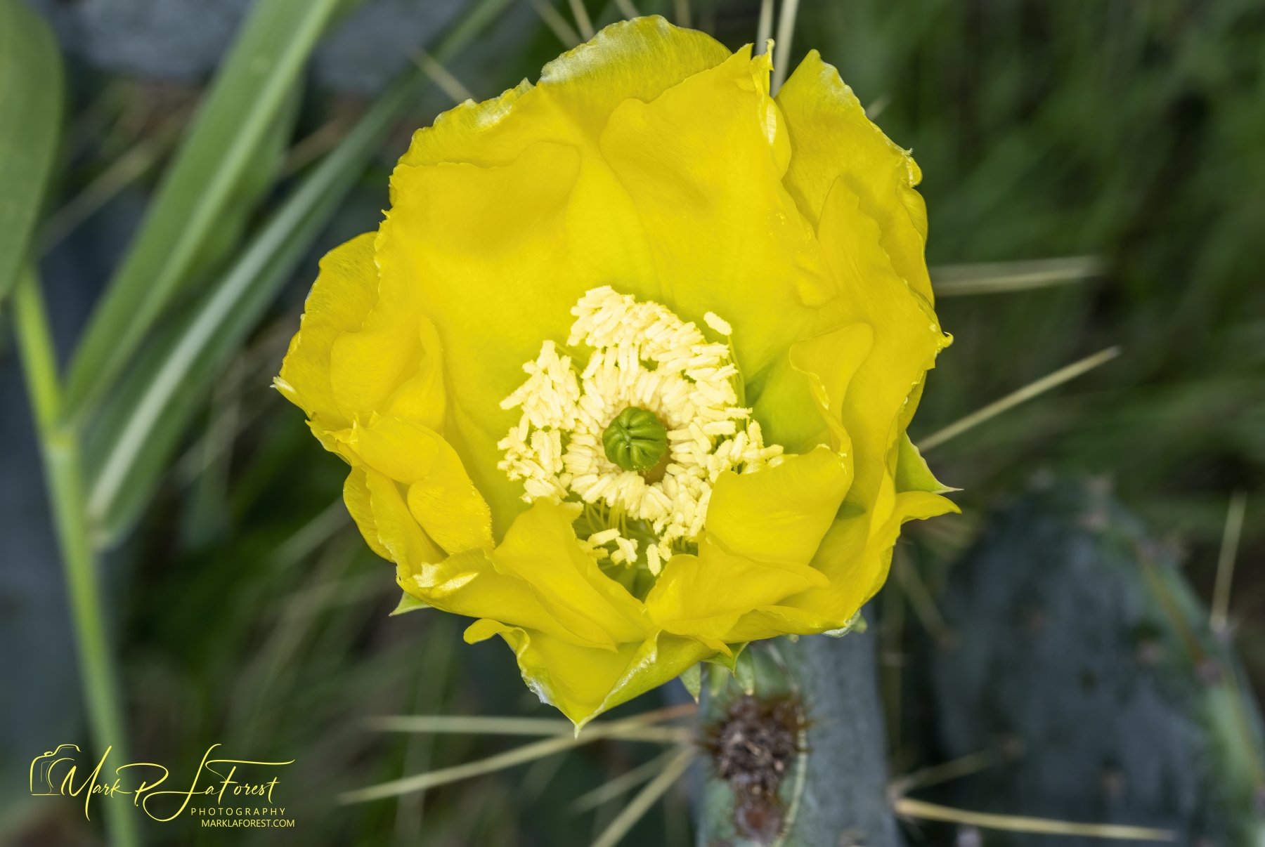 /gallery/north_america/USA/Texas/austin/Prickly Pear Cactus May 2026-001_med.jpg